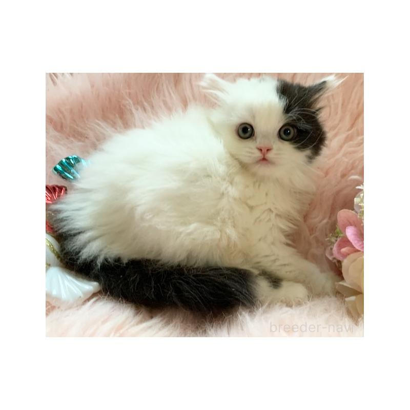 販売中の茨城県のスコティッシュフォールド-130468の11枚目