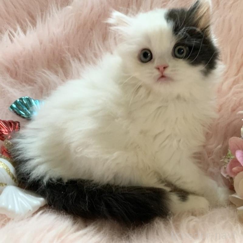 販売中の茨城県のスコティッシュフォールド-130468の9枚目