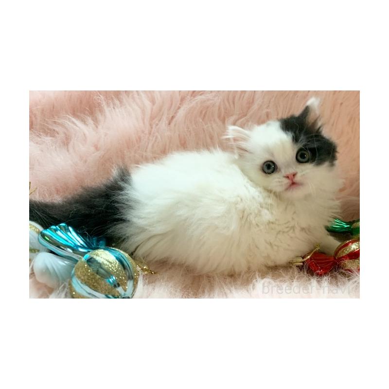 販売中の茨城県のスコティッシュフォールド-130468の10枚目