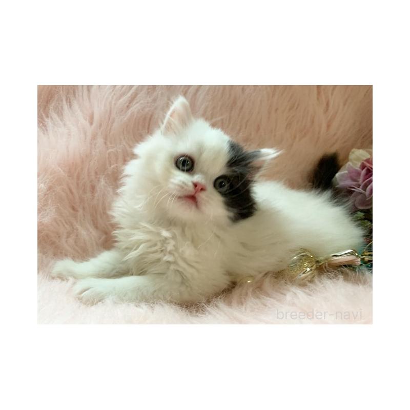 販売中の茨城県のスコティッシュフォールド-130468の7枚目