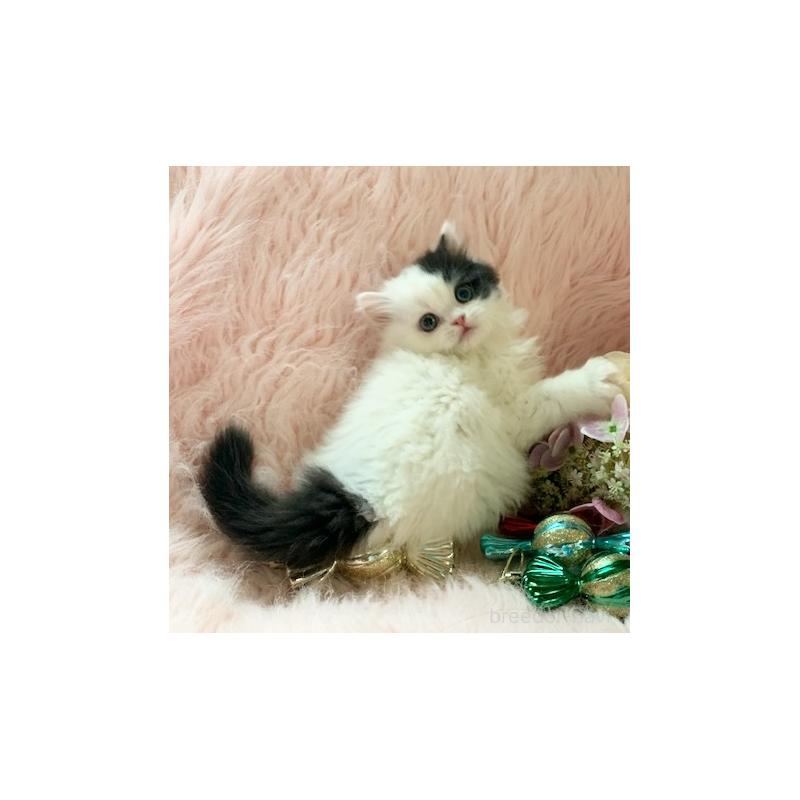 販売中の茨城県のスコティッシュフォールド-130468の8枚目