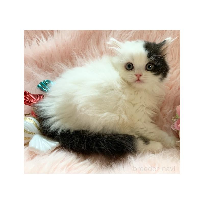 販売中の茨城県のスコティッシュフォールド-130468の6枚目