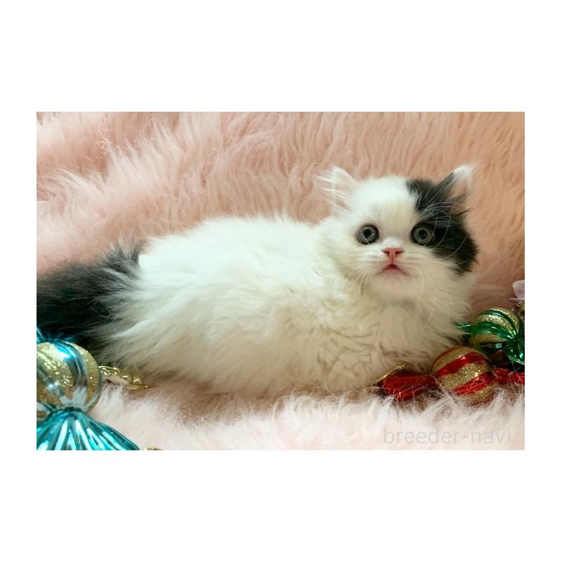 販売中の茨城県のスコティッシュフォールド-130468の4枚目