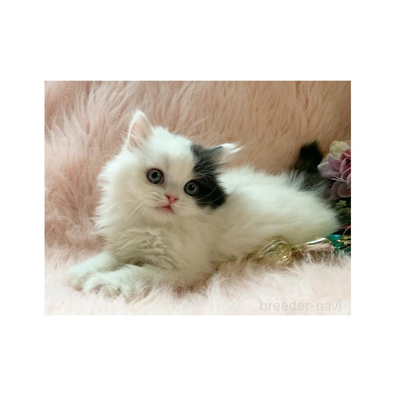 販売中の茨城県のスコティッシュフォールド-130468の5枚目