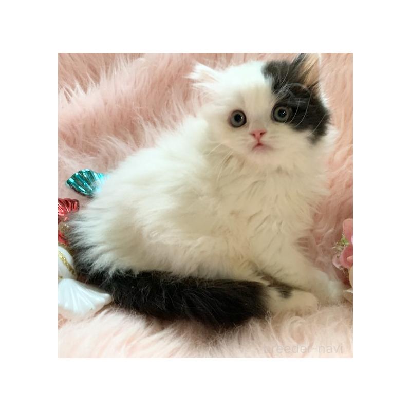 販売中の茨城県のスコティッシュフォールド-130468