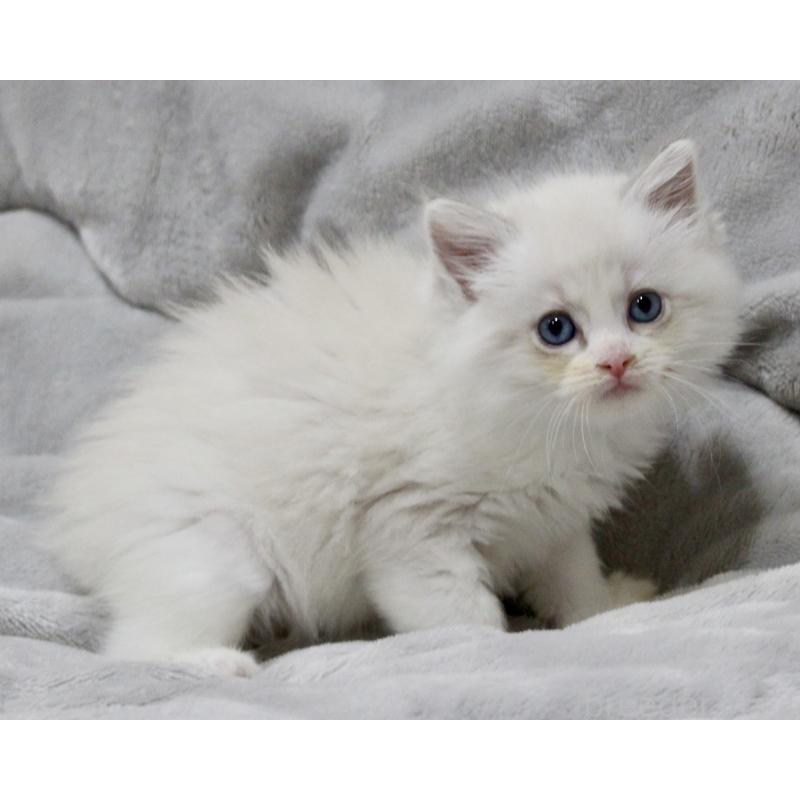 販売中の山梨県のラグドール-131658の5枚目