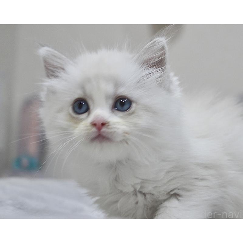 販売中の山梨県のラグドール-131658の4枚目