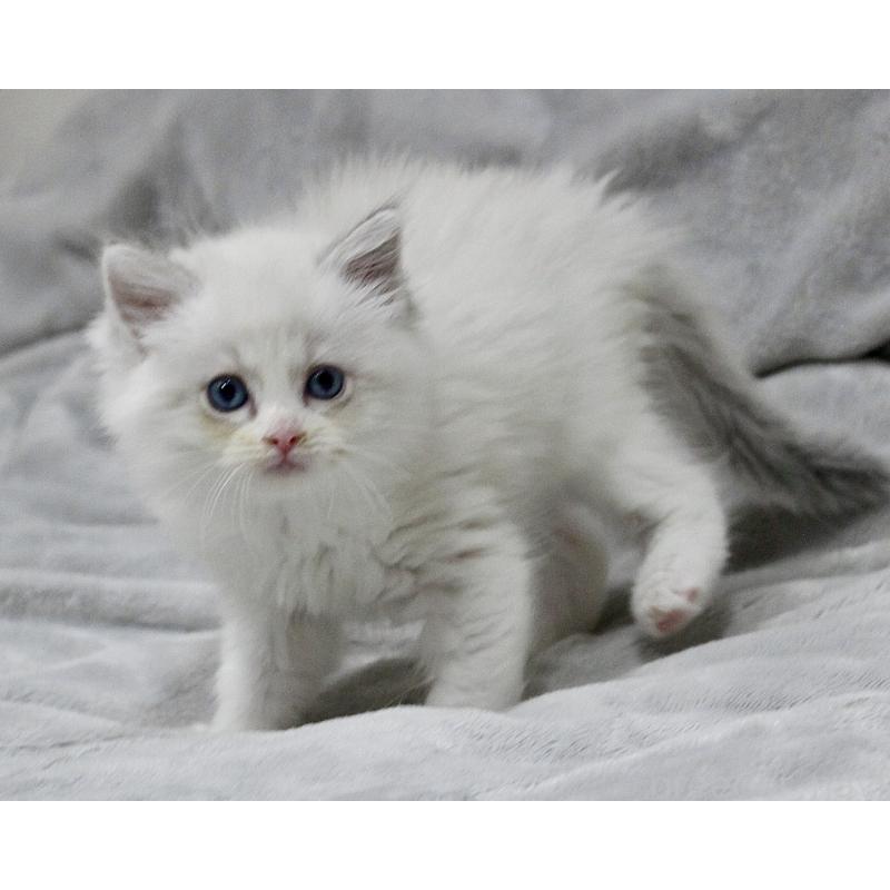 販売中の山梨県のラグドール-131658の3枚目