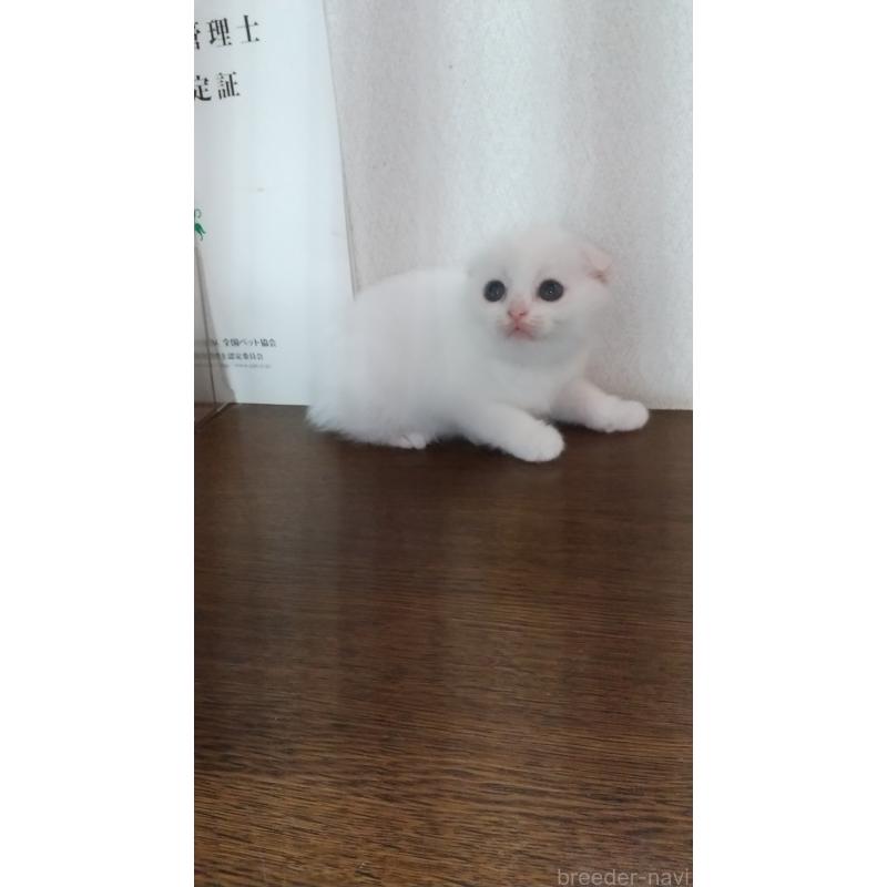 成約済の栃木県のスコティッシュフォールド-131275の2枚目