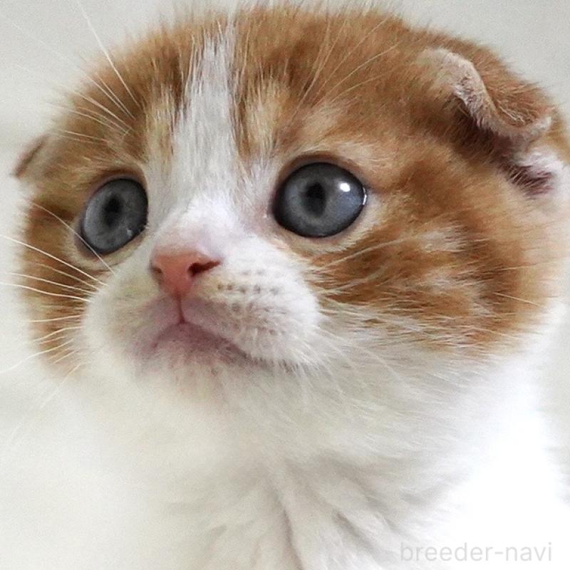 販売中の愛知県のスコティッシュフォールド-131659の1枚目
