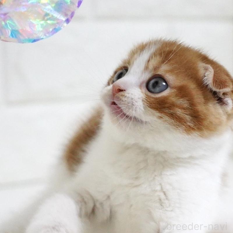 販売中の愛知県のスコティッシュフォールド-131659の15枚目