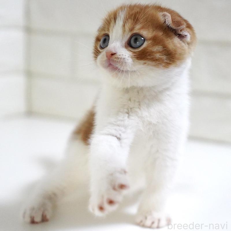 販売中の愛知県のスコティッシュフォールド-131659の14枚目