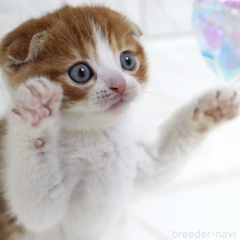 販売中の愛知県のスコティッシュフォールド-131659の13枚目