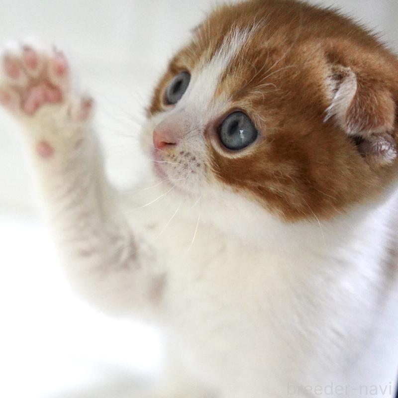 販売中の愛知県のスコティッシュフォールド-131659の12枚目