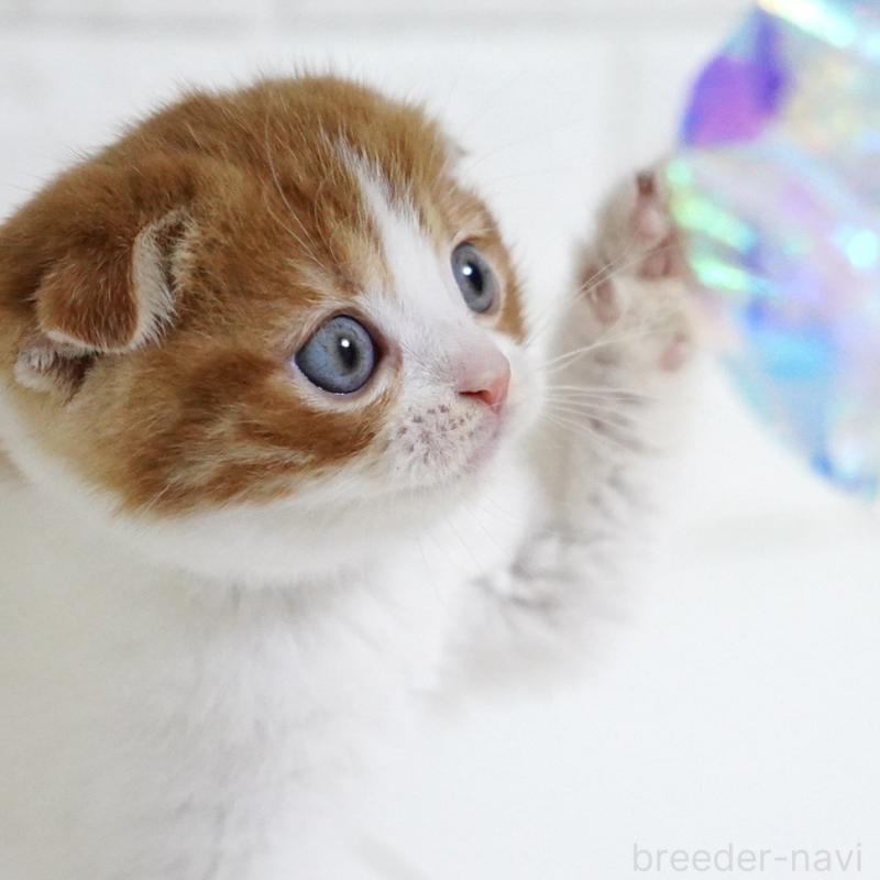 販売中の愛知県のスコティッシュフォールド-131659の11枚目