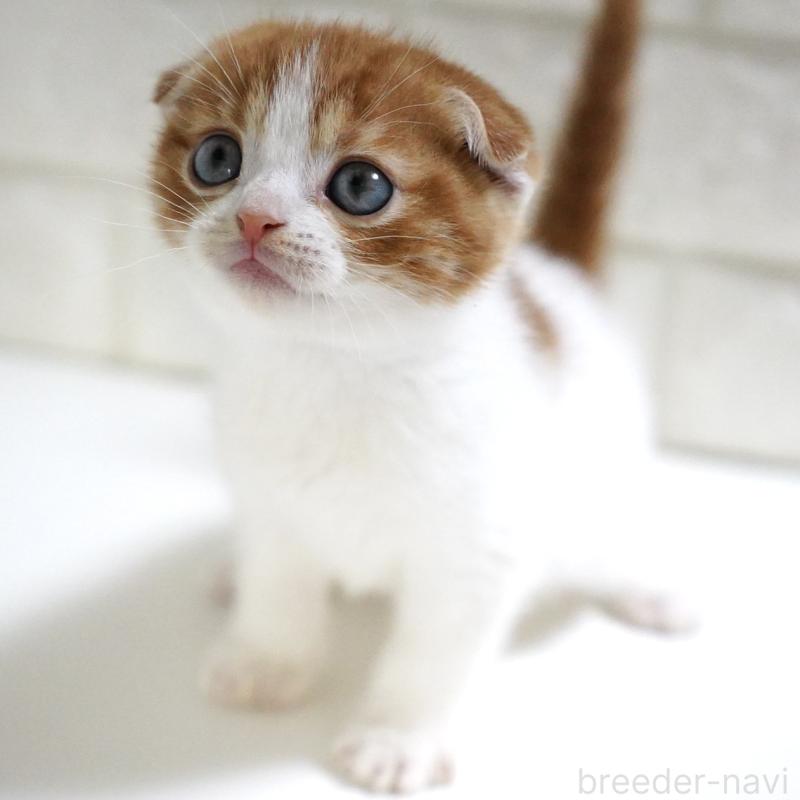 販売中の愛知県のスコティッシュフォールド-131659の10枚目