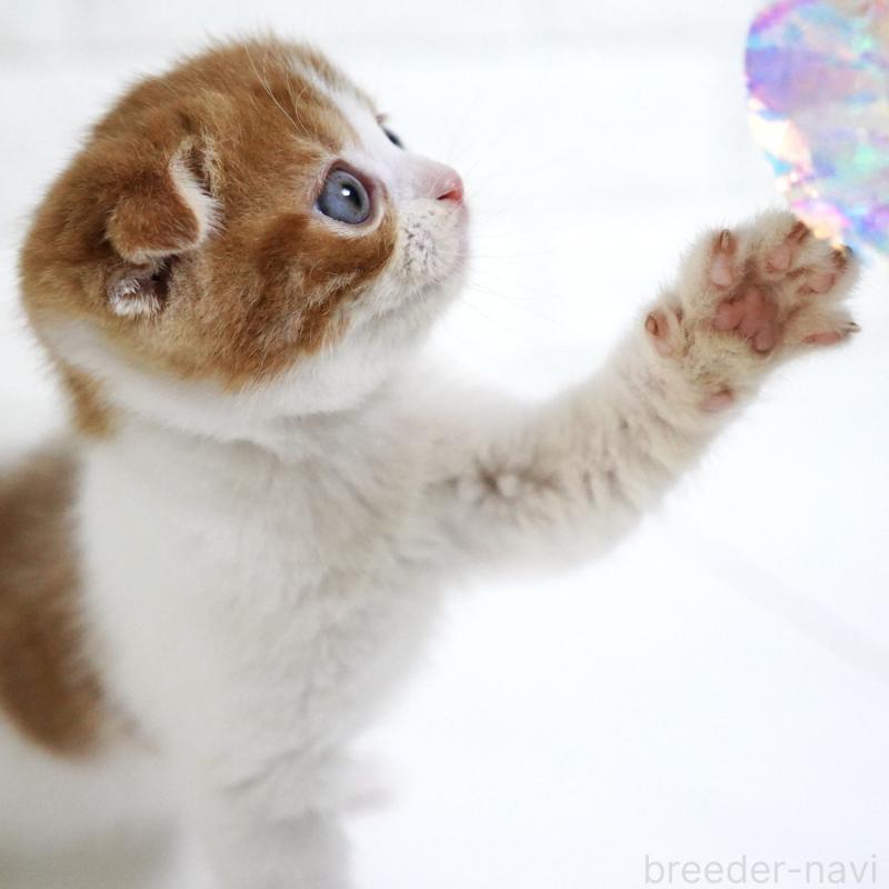 販売中の愛知県のスコティッシュフォールド-131659の9枚目