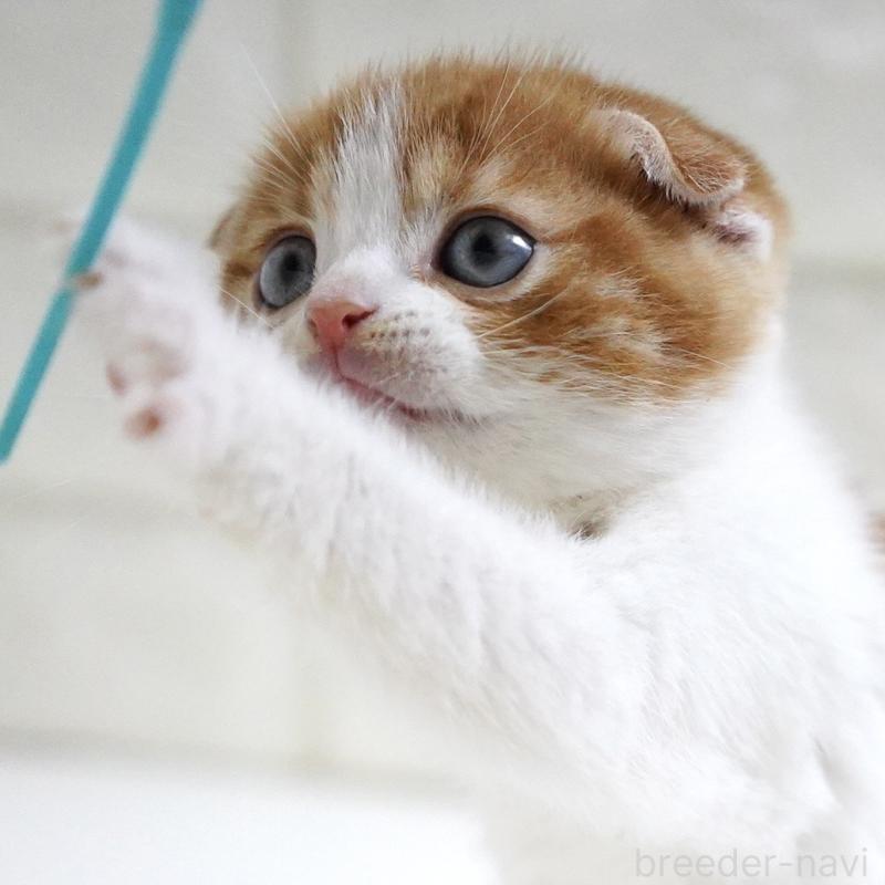 販売中の愛知県のスコティッシュフォールド-131659の8枚目