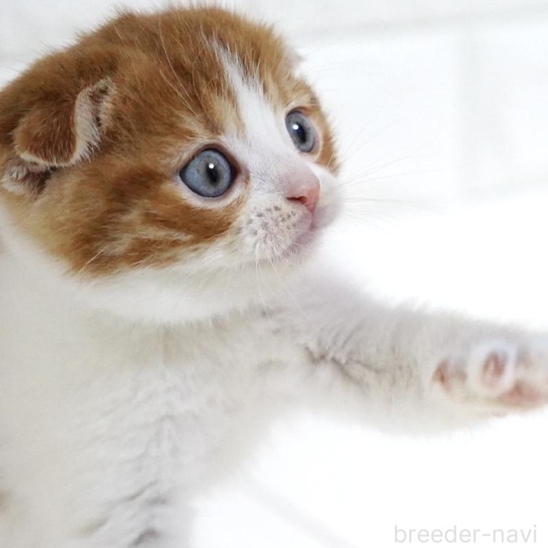 販売中の愛知県のスコティッシュフォールド-131659の6枚目