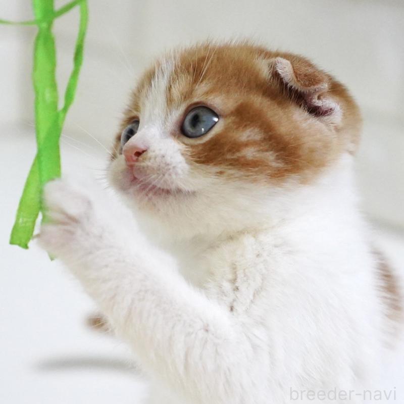 販売中の愛知県のスコティッシュフォールド-131659の7枚目