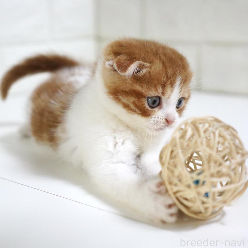 販売中の愛知県のスコティッシュフォールド-131659の5枚目