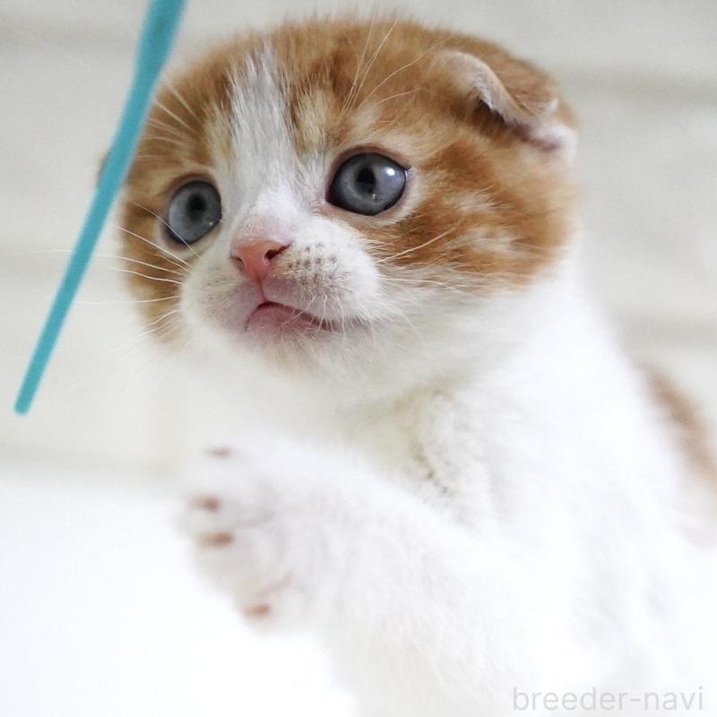 販売中の愛知県のスコティッシュフォールド-131659の4枚目