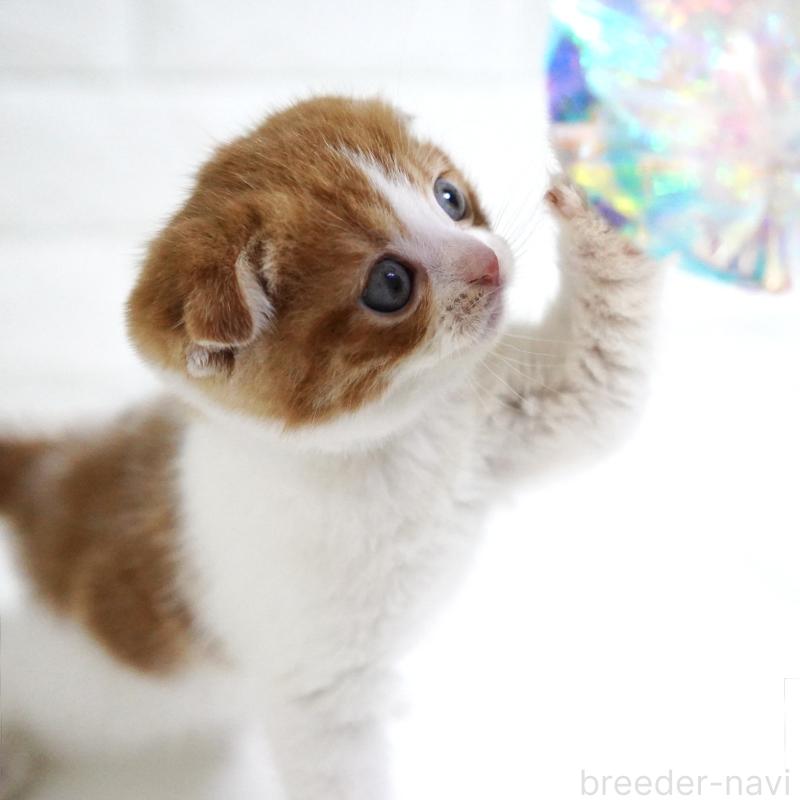 販売中の愛知県のスコティッシュフォールド-131659の3枚目