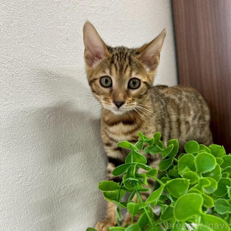 販売中の京都府のベンガル-131660