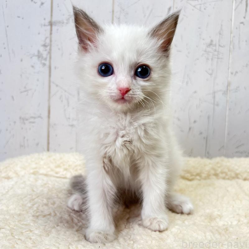 販売中の千葉県のラグドール-131661の1枚目