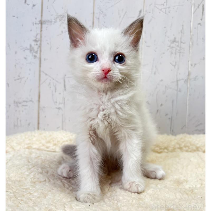 販売中の千葉県のラグドール-131661の5枚目