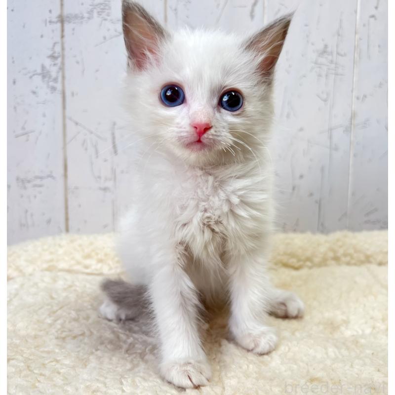 販売中の千葉県のラグドール-131661の4枚目