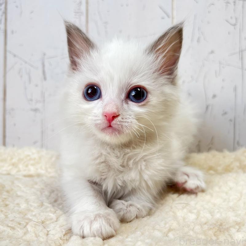 販売中の千葉県のラグドール-131661の3枚目