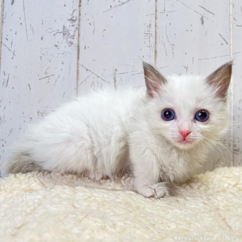 販売中の千葉県のラグドール-131661の2枚目