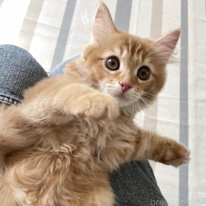 成約済の愛知県のミヌエット-126926の15枚目