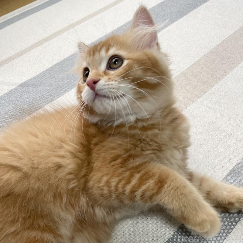 商談中の愛知県のミヌエット-126926