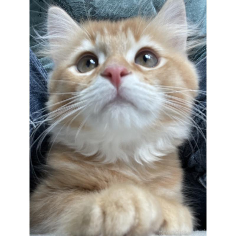 成約済の愛知県のミヌエット-126926の13枚目