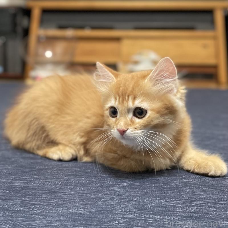 成約済の愛知県のミヌエット-126926の10枚目