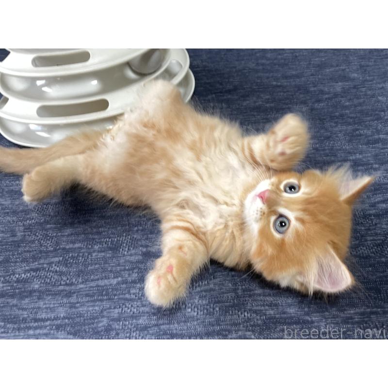 成約済の愛知県のミヌエット-126926の7枚目