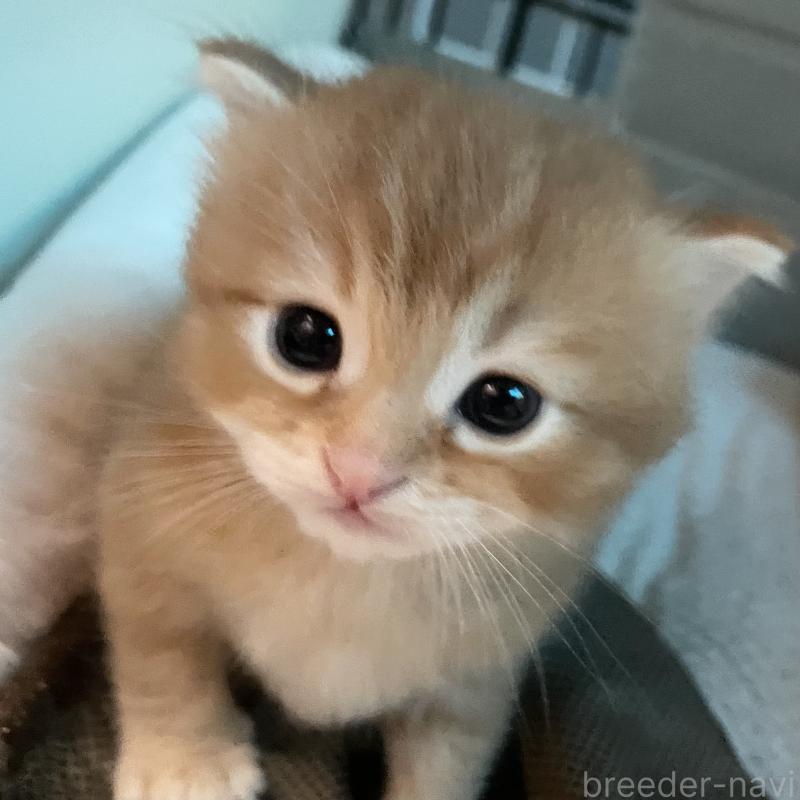 成約済の愛知県のミヌエット-126926の3枚目