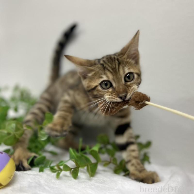 販売中の京都府のベンガル-131662の1枚目