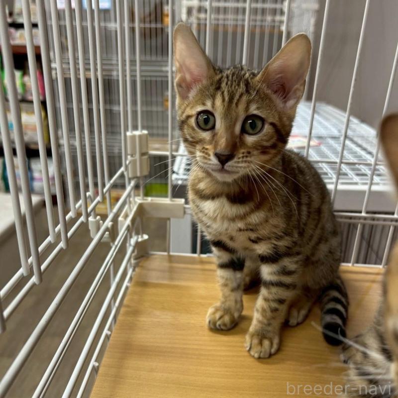 販売中の京都府のベンガル-131663