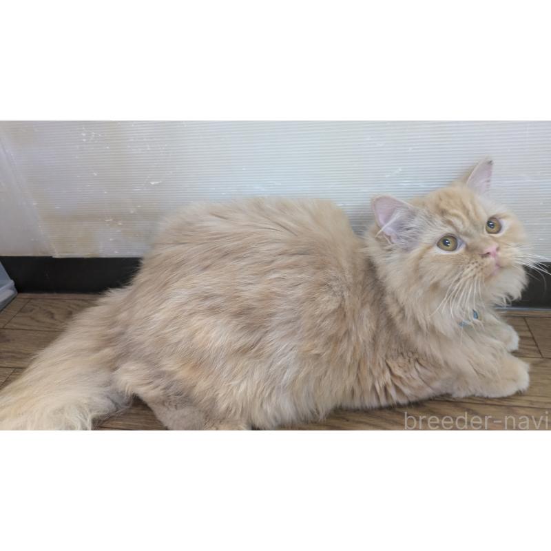 販売中の大阪府のミヌエット-120053の8枚目