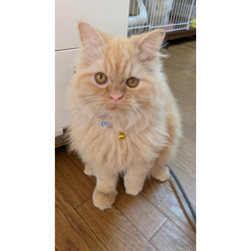 販売中の大阪府のミヌエット-120053の7枚目