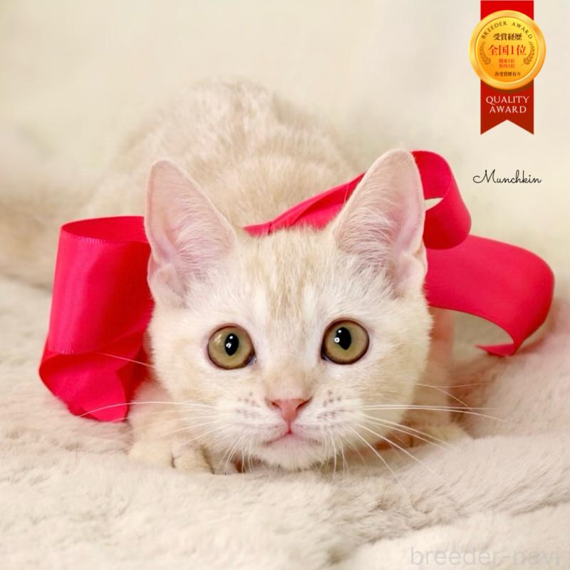 成約済の栃木県のマンチカン-130648の1枚目