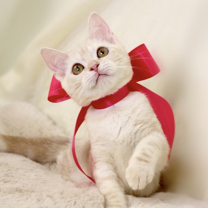 成約済の栃木県のマンチカン-130648の10枚目