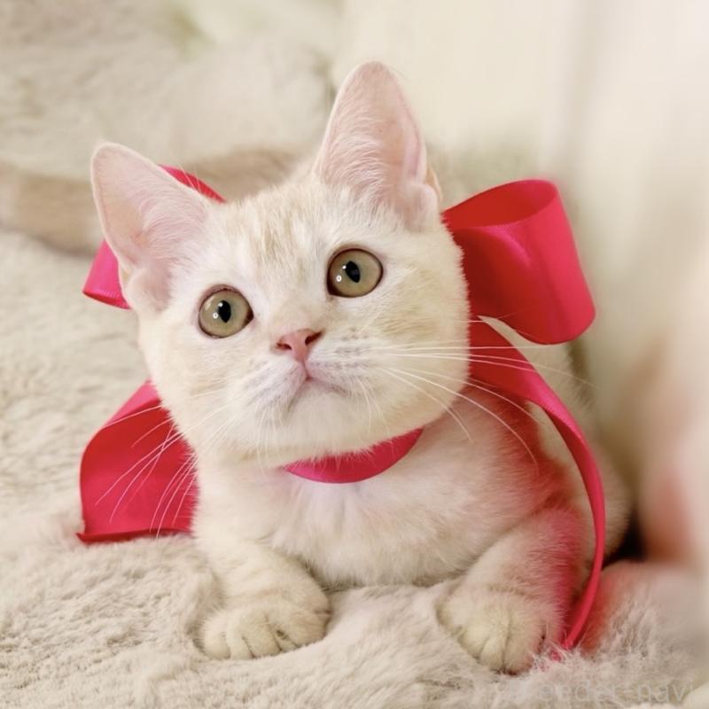 成約済の栃木県のマンチカン-130648の9枚目