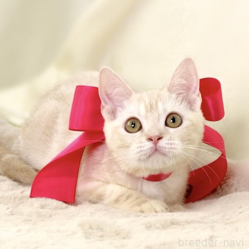 成約済の栃木県のマンチカン-130648の8枚目