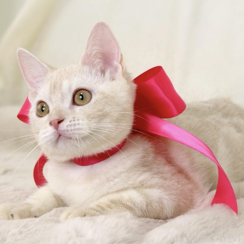 成約済の栃木県のマンチカン-130648の5枚目