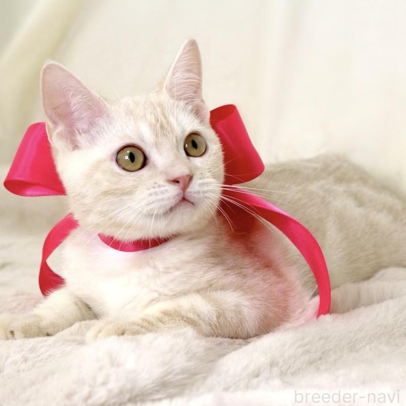 成約済の栃木県のマンチカン-130648の4枚目