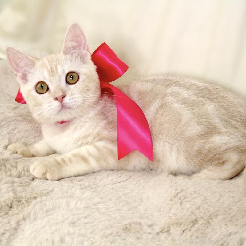 成約済の栃木県のマンチカン-130648の3枚目